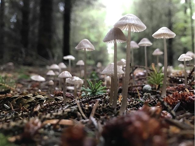 Mushrooms taking over the forest floor. Such a mystical capture of these fascinating fungi!
-
@real_mushrooms
.
.
.
.
.
#mushroomporn #foragedfood #mushroomhunter #fungi #wildfood #mushrooms🍄 #mushroomspotting #mushroomphotography #fungiphotography #forestmedicine #mendocino…