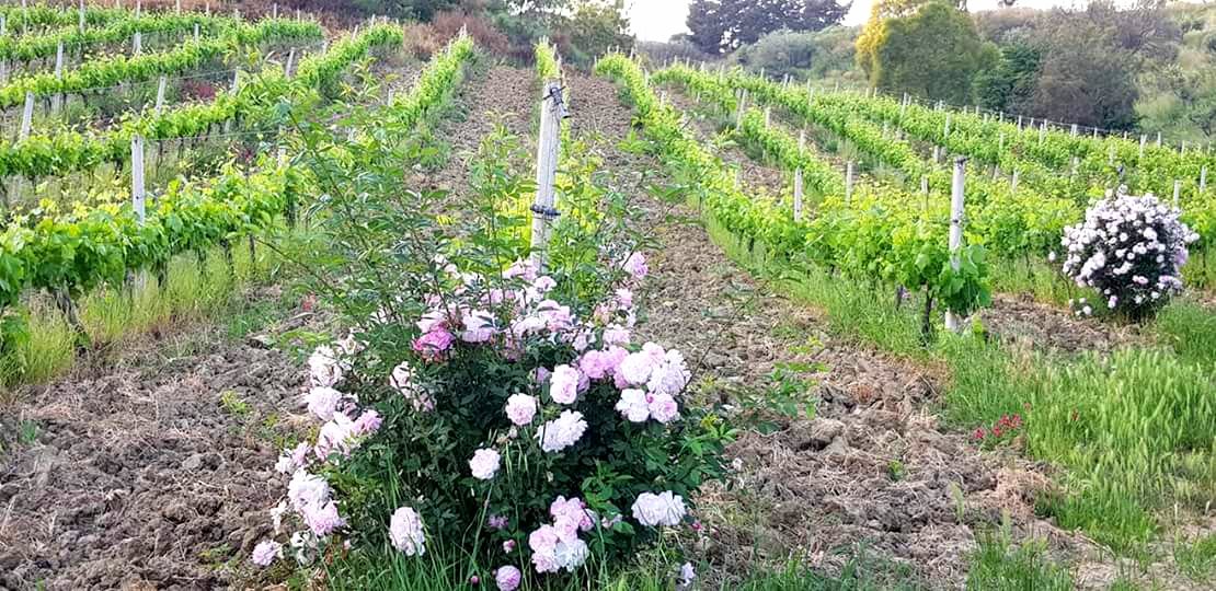 Ducropio's tweet photo. vineyards.... DU CROPIO VINERY
#DuCropioVinery #Calabria #Gaglioppo #WineWensday #winelover #winetasting #winery https://t.co/Fsn4NS1T9K