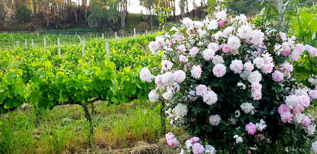 Ducropio's tweet photo. vineyards.... DU CROPIO VINERY
#DuCropioVinery #Calabria #Gaglioppo #WineWensday #winelover #winetasting #winery https://t.co/Fsn4NS1T9K