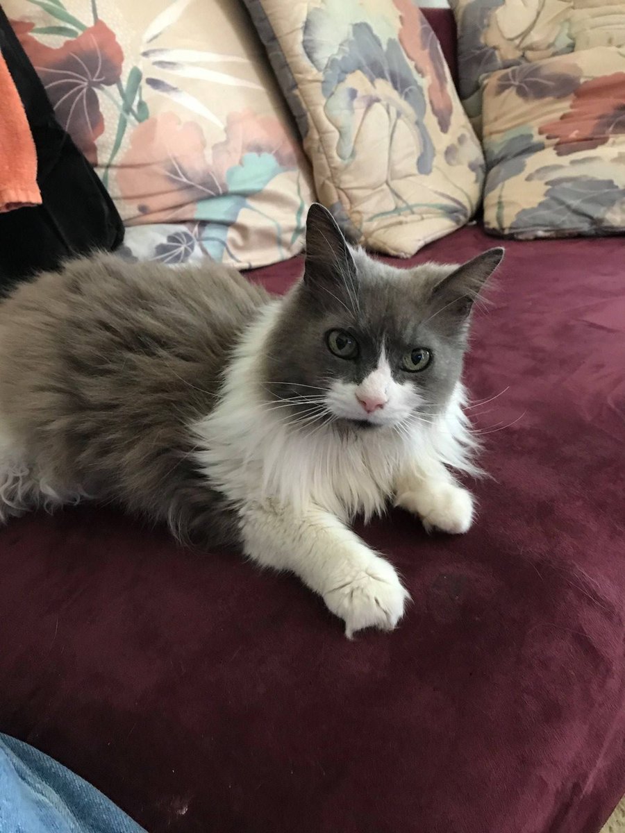 MemPetsAlive's tweet photo. Meet #MPABlossom! Blossom is about 7-8 y/o, is very laid back, and has the cutest short tail. Can you give her a #ForeverHome? If interested, please email cats@memphispetsalive.org
https://t.co/ZKNcy9Fkr3
#AdoptableCat #RescueCat #AvailableCat https://t.co/PMxxgAp0HN