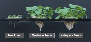 AspireBoron's tweet photo. Did you know #boron helps increase the uptake of #potassium? https://t.co/iPqRKemes3 https://t.co/Jkw3FrSRTn