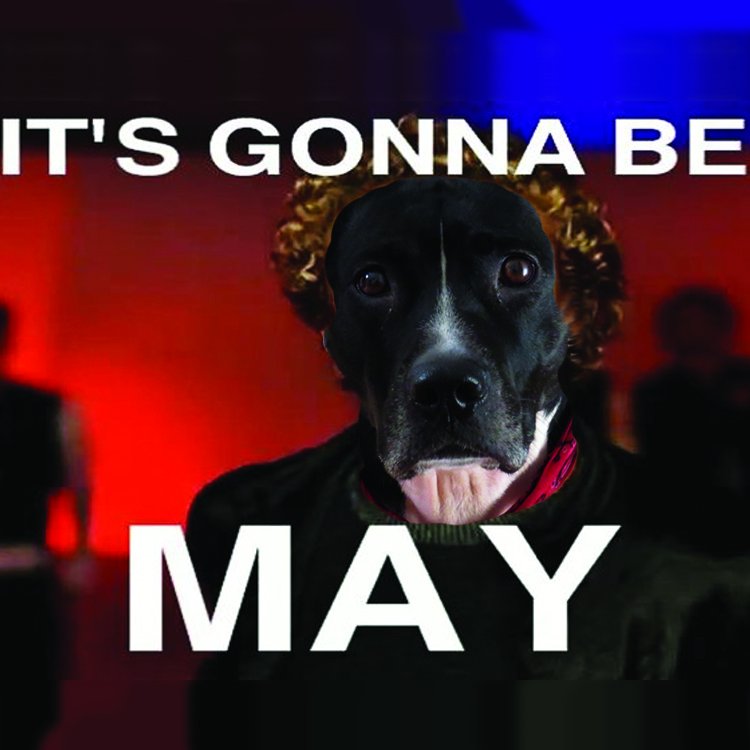 ItsDexterTheDog's tweet photo. Almost forgot to post this... #ItsGonnaBeMayDay #NSYNC #JustinTimberlake https://t.co/xWsKWoH6ZU