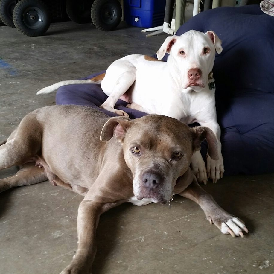DtownDogRescue's tweet photo. #telationshipgoals love Minnie and Prince https://t.co/HCgZlOwhBC