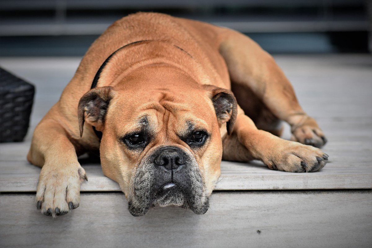ASOhub's tweet photo. #Disappointed by your #app #Download stats?
Check out our range of #AppStoreOptimization (#ASO) services. 
@ASOhub, https://t.co/OLNNUB3f1Q   
.
#DownloadTheApp #makemoney #dogs #IncreaseTraffic #MakeItHappen https://t.co/E76OtGOxyo