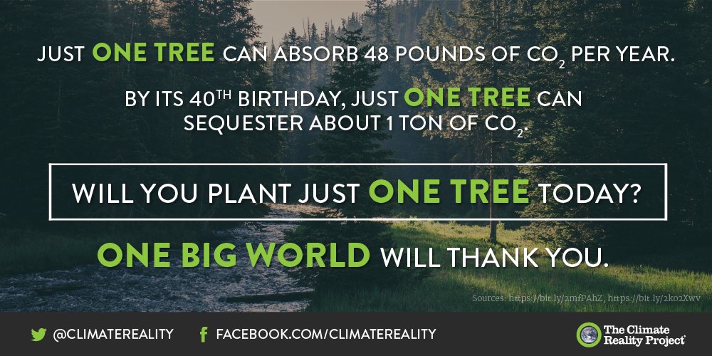 ClimateReality's tweet photo. Trees have a big part to play in the fight for a sustainable future. Now let's get to work https://t.co/tkGeurN0hl https://t.co/kZVNTLoApx