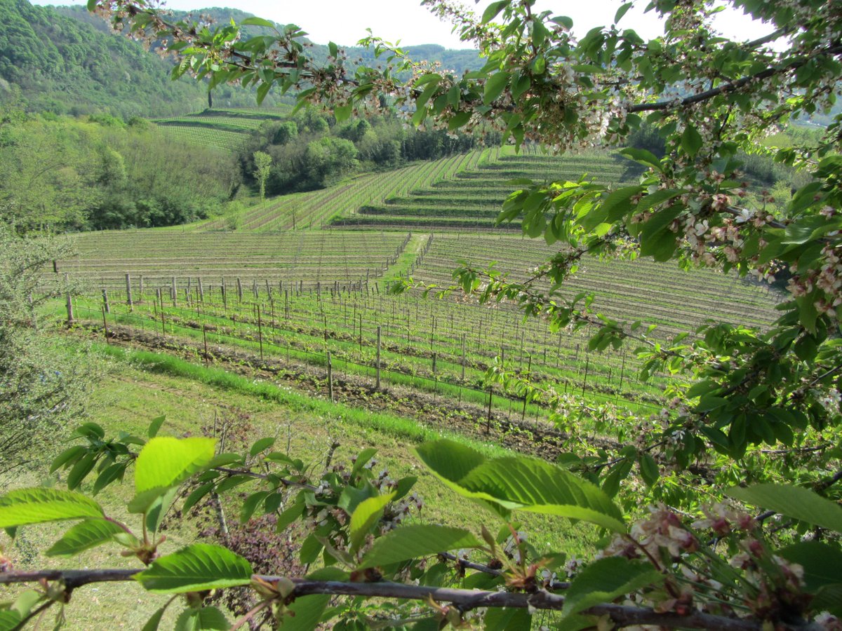 VillaParens's tweet photo. Dopo un avvio precoce della germogliazione, salutiamo maggio fra i filari dei nostri vigneti a #Ruttars con le prime infiorescenze di #Sauvignon. Un classico tra gli aromatici, di grande espressività e innata eleganza, a cui riserviamo tutta la nostra esperienza e sapere. https://t.co/I4f3Gdnccv