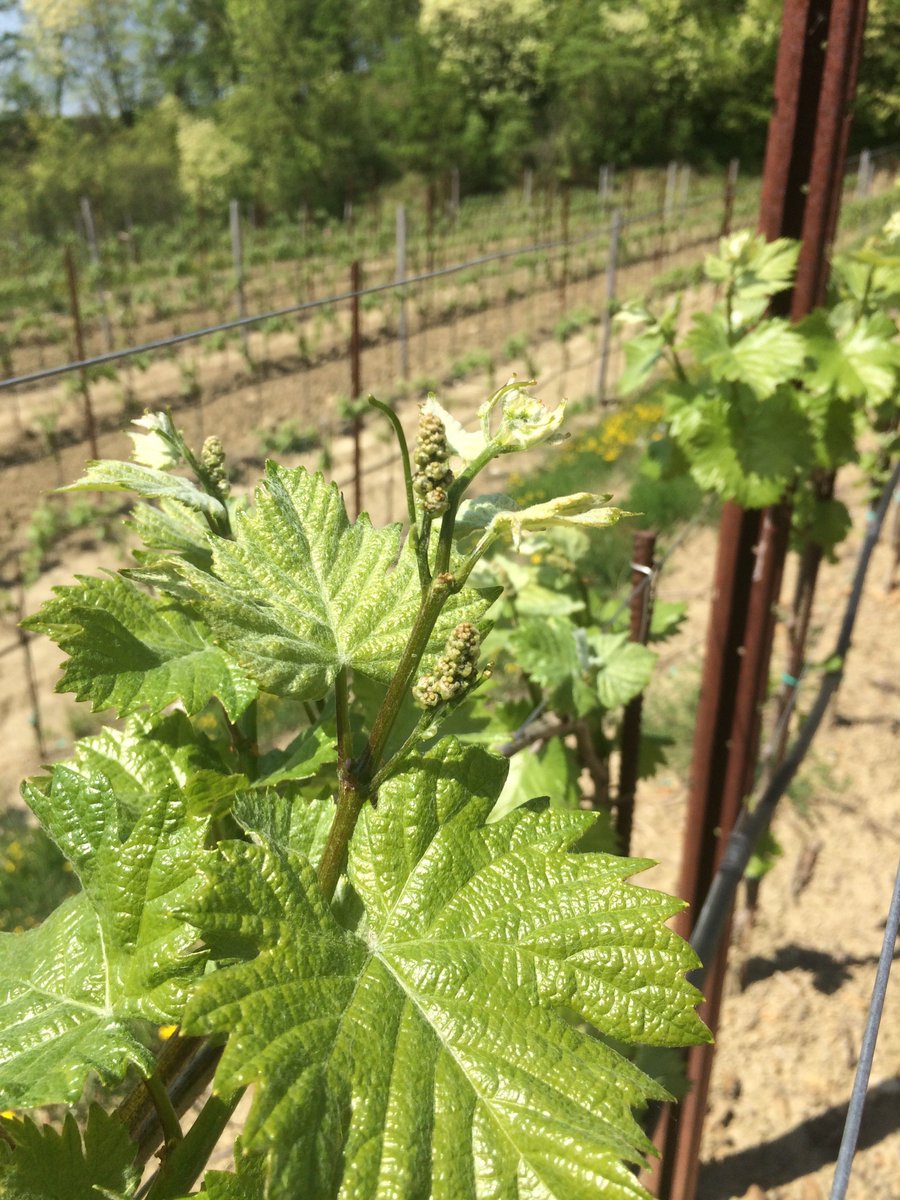 VillaParens's tweet photo. Dopo un avvio precoce della germogliazione, salutiamo maggio fra i filari dei nostri vigneti a #Ruttars con le prime infiorescenze di #Sauvignon. Un classico tra gli aromatici, di grande espressività e innata eleganza, a cui riserviamo tutta la nostra esperienza e sapere. https://t.co/I4f3Gdnccv