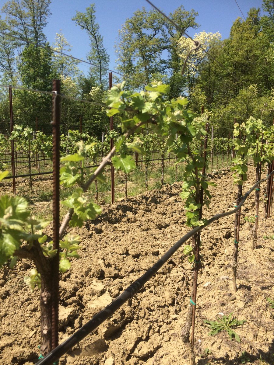 VillaParens's tweet photo. Dopo un avvio precoce della germogliazione, salutiamo maggio fra i filari dei nostri vigneti a #Ruttars con le prime infiorescenze di #Sauvignon. Un classico tra gli aromatici, di grande espressività e innata eleganza, a cui riserviamo tutta la nostra esperienza e sapere. https://t.co/I4f3Gdnccv