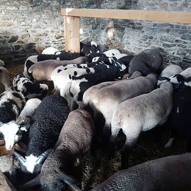 NesFarm's tweet photo. I suppose 'insatiable' is a good thing when it comes to lambs.
Feel like I'm raising a barn full of teenagers... #lamb18 #jacobsheep #suffolksheep https://t.co/zYPwL91sFs https://t.co/paPKWeUwM3