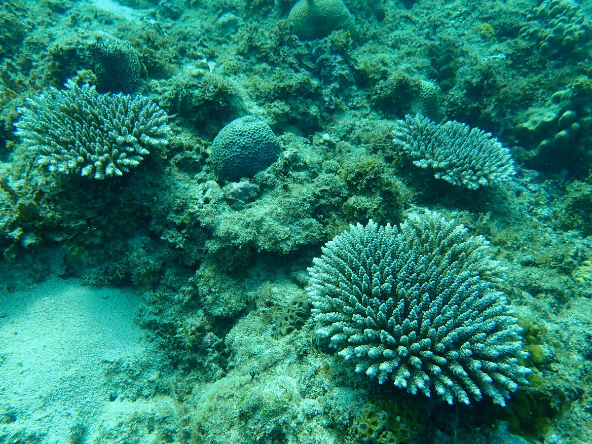 Exactly two years ago we reseeded tiny >1mm long Acropora tenuis larvae onto this reef. Check out the awesome growth on these three amigos now. #larvalreseeding #coralrestoration #philippines #aciaraustralia #oceanoptimism