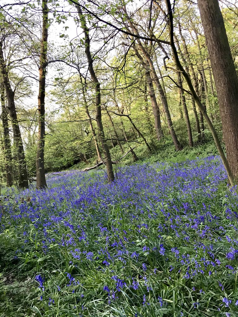 NutritiousMind's tweet photo. Beautiful #bluebells #LesnesAbbey woods - afternoon walk!๐When you want to clear your head & #relax go for a #walk breathe deeply #feel the wind on your face, see the beauty of #trees smell #flowers - Magical!โค๏ธ #lovelife #bluebellchallenge #bluebellwatch #NationalWalkingMonth https://t.co/bMk1pADdIF