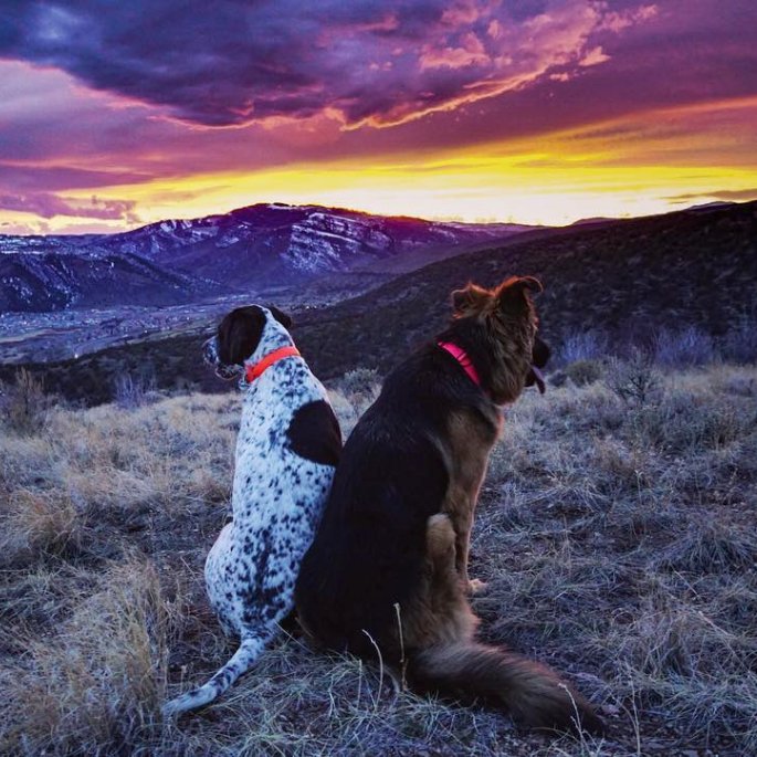vailvalleyco's tweet photo. I promised them we'd make it to the top to watch the sunset.  🐶 I 📍 Vail Valley I Photo: oliver_adventuredog https://t.co/bYy6Po3aDh