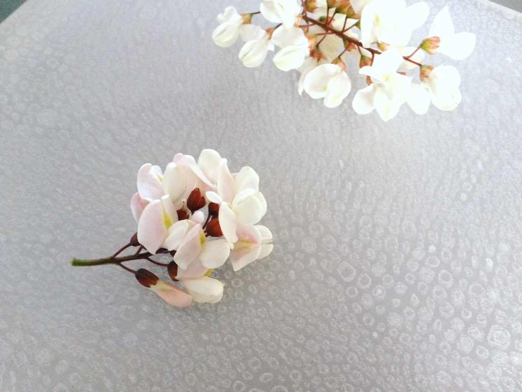 ipada_ism's tweet photo. ニセアカシヤの花。早起きして河原で摘んできた。甘い香り。
#ipada の近く
#ニセアカシヤ #針槐
#村木未緒 の #ガラス #器 #
#天ぷら にして食す https://t.co/qUjwICQurf