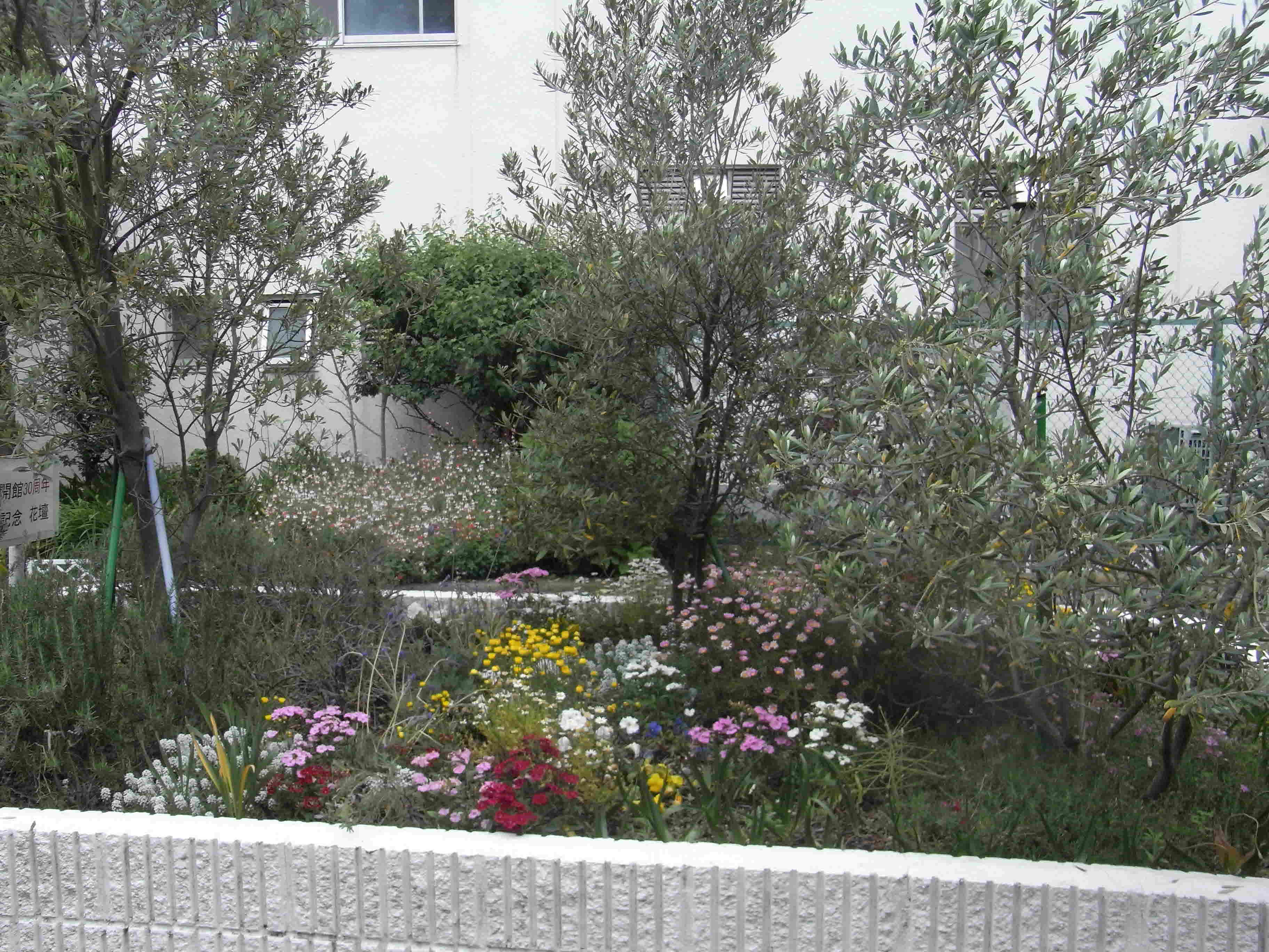 توییتر 港北オープンガーデン در توییتر 港北オープンガーデン より会場の紹介です 新吉田 新羽町エリア 新田地区センター記念 花壇 ３本のオリーブの木とローズマリーをメインにしたハーブ類 中庭にある花壇に植栽した季節毎の花々や ３本のオリーブの木と