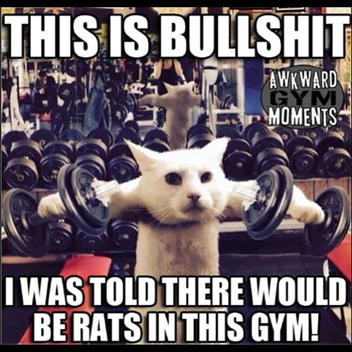 Coach Buddah on X: I've declared this gym meme day! Post your favorite gym  memes in the replies!  @trainingjedi87 #gym #Fitness  #BodyBuilding #weightloss #WeightLifting #gymtime #FitnessMotivation  #fitfam #Workout #WorkHard
