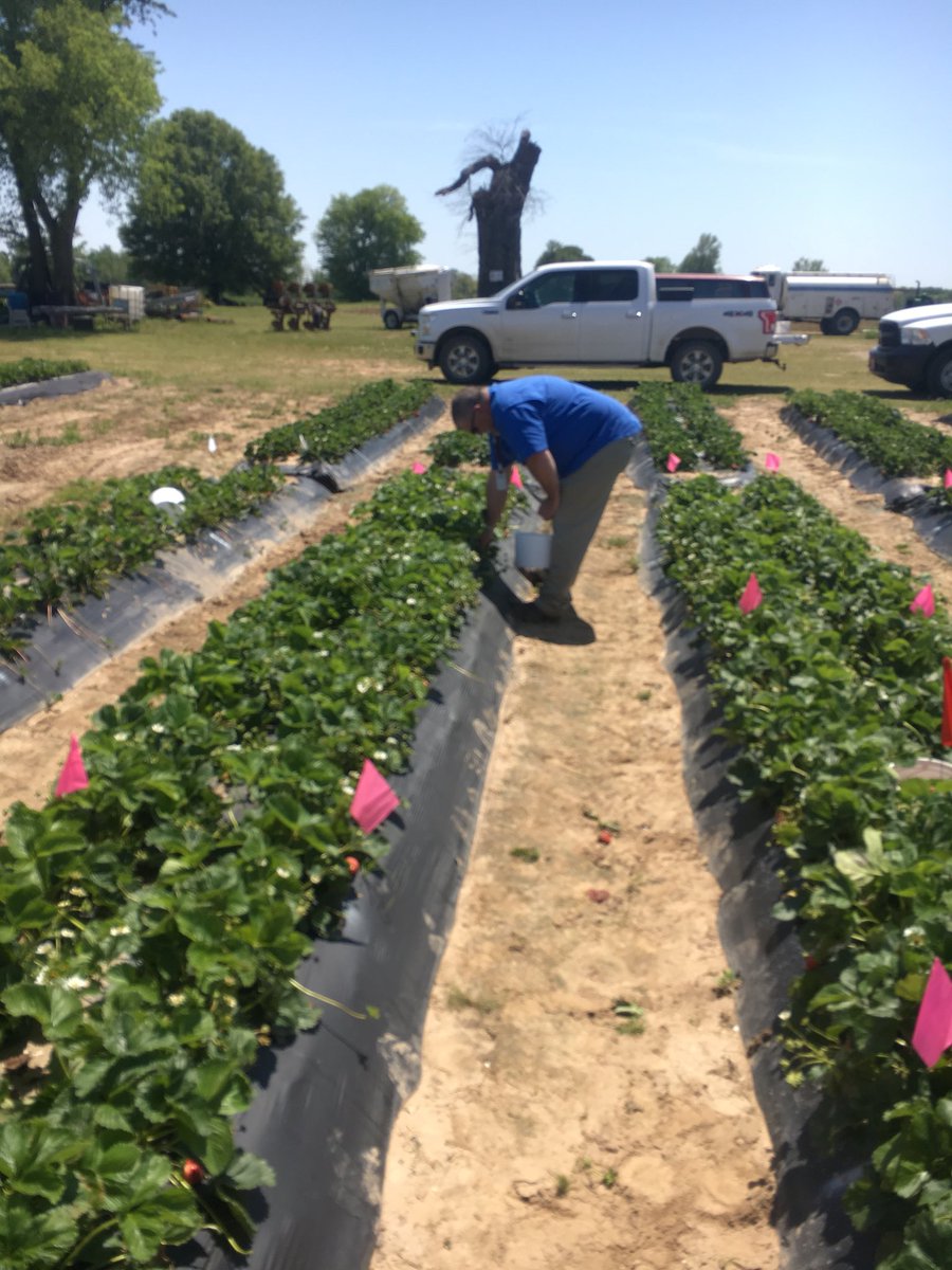 jacksonctyuaex's tweet photo. Just want to thank my staff chair and district director @branon_thiesse and @jclemons54 for helping pick strawberries Monday got done in a 1/3 of the time. @AgWriterArk #strawberries @fruitveg_uaex #plotwork pick, cull, weigh, and repeat. https://t.co/XgiK3DT0E0