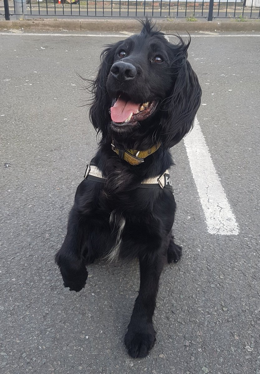 Huge thank you to this handsome little fella from @WMPDogs who sniffed out drugs today we would never have found...PD Dash, we couldn't have done it without you! #worththeirweightingold #amazing #handsomepup