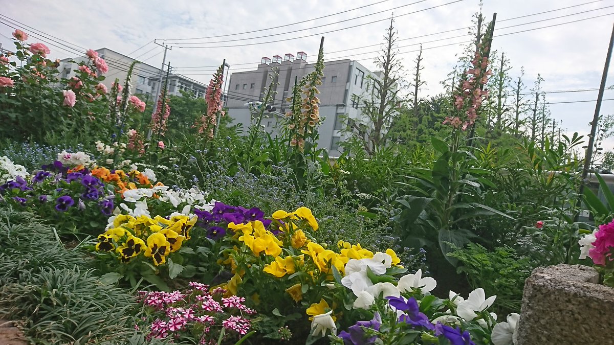 日吉駅前花壇 花ポケット على تويتر 新しい花を入れ込みました 背の高いものは ジギタリス 根は強心剤の原料になるそうです 他に デルフィニウム オルレア バラ はまみらい も 今が盛りと満開です 日吉 日吉駅 駅前花壇 花ボランティア 港北オープン