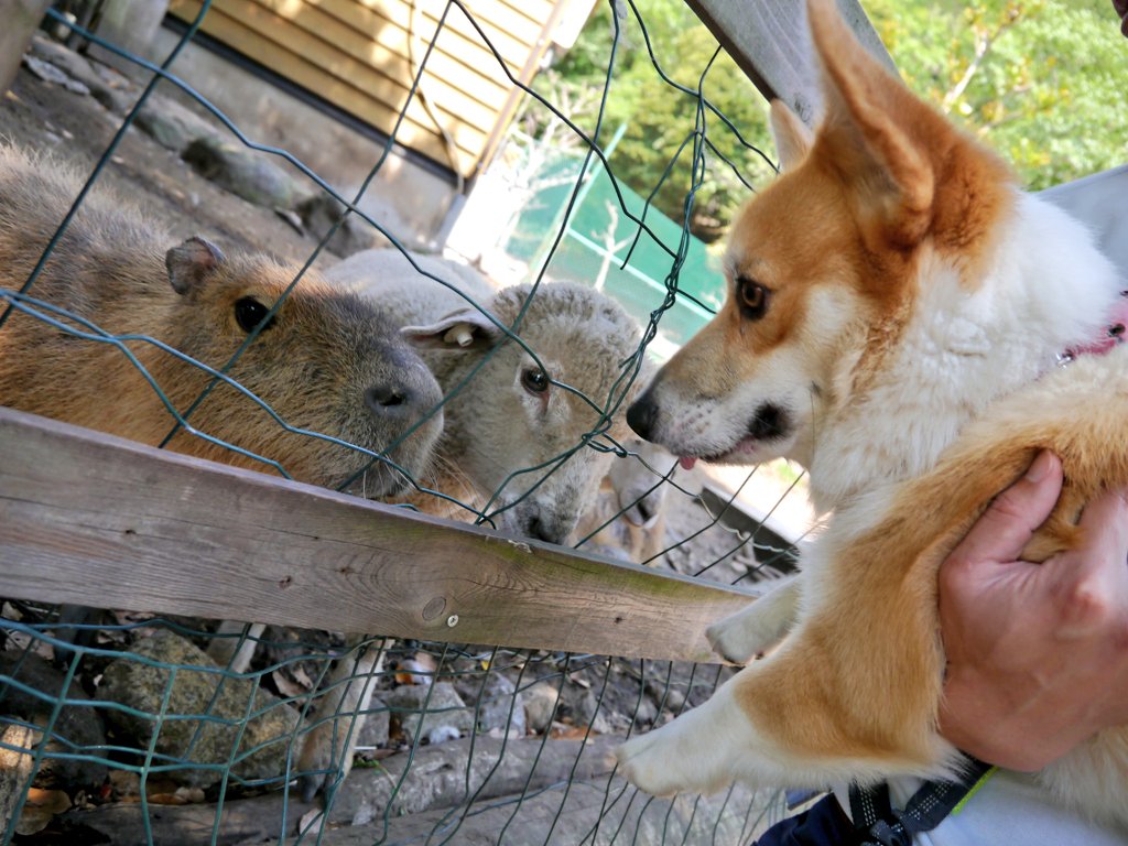 沼津のコーギー 獅子王丸 伊豆アニマルキングダムに行ってきたわん 暑かったわん 初めてプリクラも撮ったわん 伊豆アニマルキングダム コーギー ぷりんと倶楽部 キリン カピバラ ひつじ 動物園 こどもの日 建国記念日 祝日