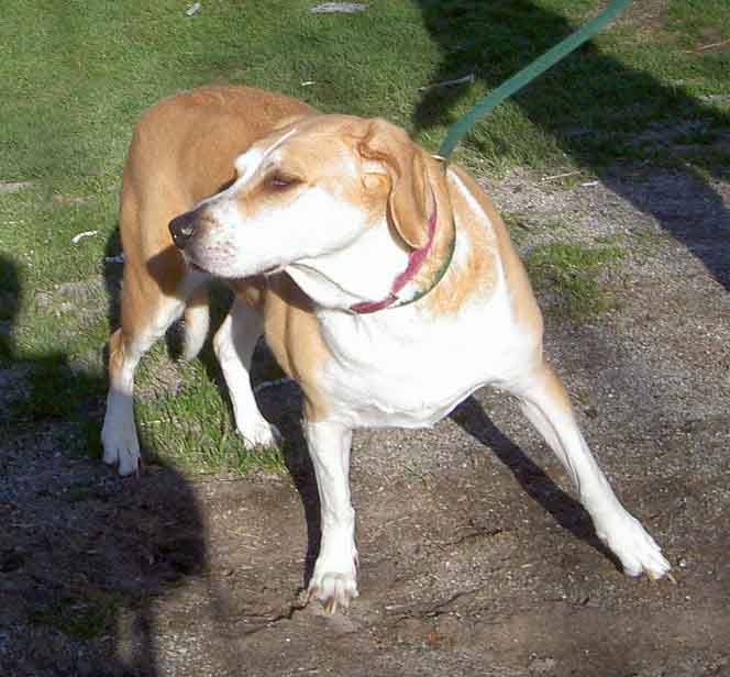 GuelphLostPets's tweet photo. Recognize this female dog? Found April 28 on Fife Road in Guelph's west end. If she's yours or you have any info contact #Guelph Humane Society 519-824-3091. (ID A38421611) https://t.co/s73EXwtEMg