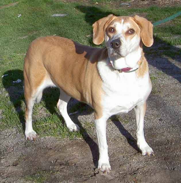 GuelphLostPets's tweet photo. Recognize this female dog? Found April 28 on Fife Road in Guelph's west end. If she's yours or you have any info contact #Guelph Humane Society 519-824-3091. (ID A38421611) https://t.co/s73EXwtEMg