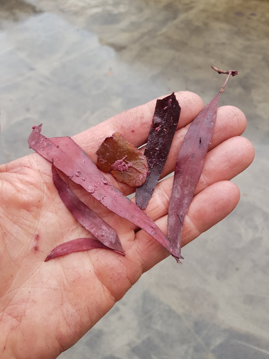 Mark Walpole tweet media