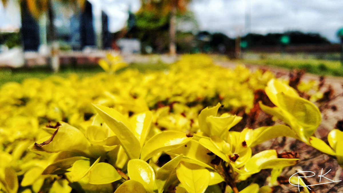 ronit_kr_dhali's tweet photo. This is a view of Marina Park
#artofvisuals | #MVExplore | #bevisuallyinspired | #aov | #visualoflife | #skyparked | #discoverindiamagazine | #mbclickz | #camindicator | #Mobileigers | #choosenature | #placestotravel_s | #rkdphotographs | #brightday | #sunnyday | #yellowleves https://t.co/biVA2ton2W