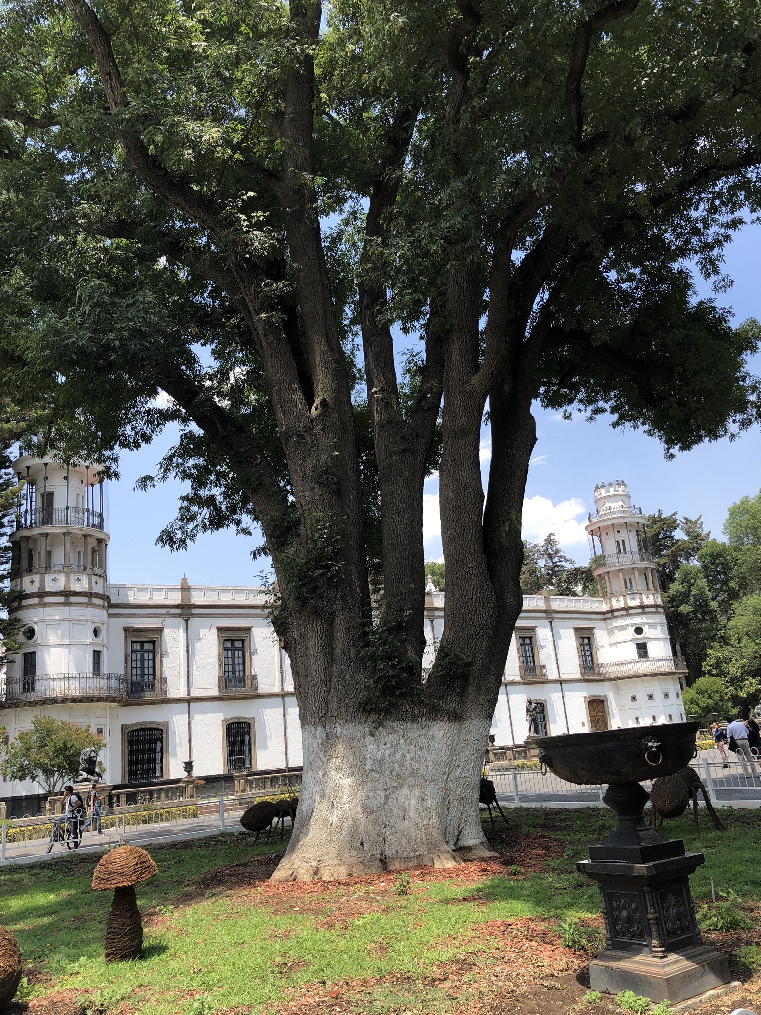 Árbol de los Acuerdos en el Estado de México.