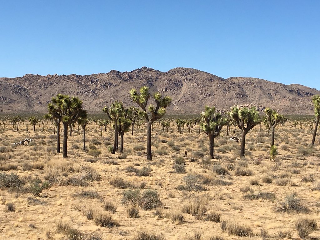 If you’re planning a summer road trip, worth a stop at <a href="/JoshuaTreeNPS/">Joshua Tree NPS</a> to check out these mystical trees. #Magic #California