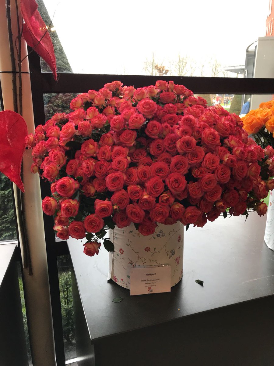Summer Dance, Equator Flowers. Winner at the Keukenhof, Amsterdam.