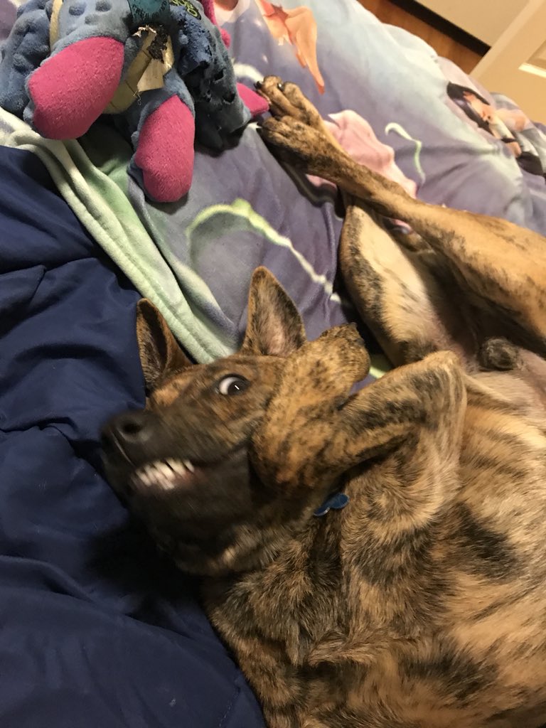 Co_Mill's tweet photo. I accidentally threw out the assembly manual to build my dog and I think I messed up https://t.co/E2epxBgIeb