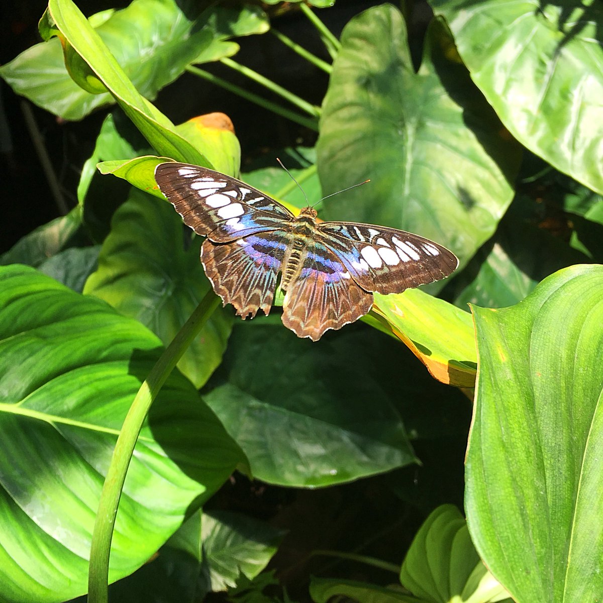 j_samperi's tweet photo. Enjoying my membership to the Museum of Natural Science. This gorgeous butterfly on elephant ears was captured in their Butterfly Center. 🦋 #hmns #butterfly #elephantear https://t.co/4D2e8FVsQz