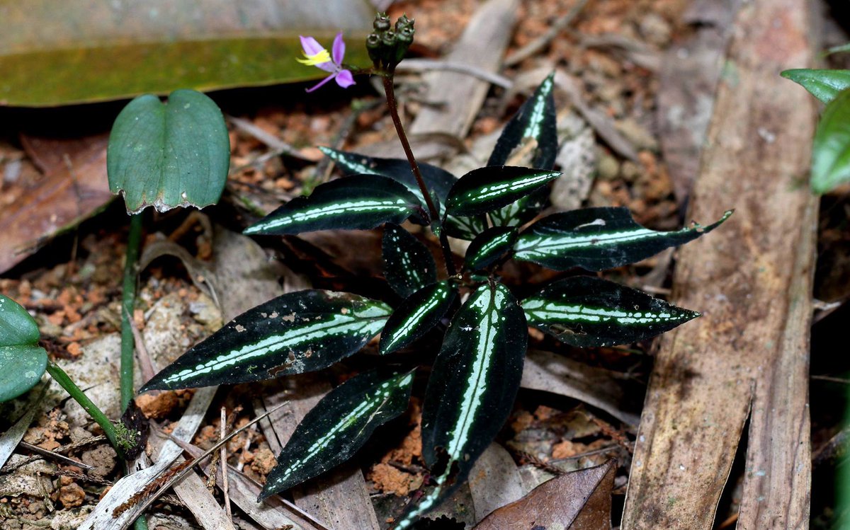 Cong Phan tweet media