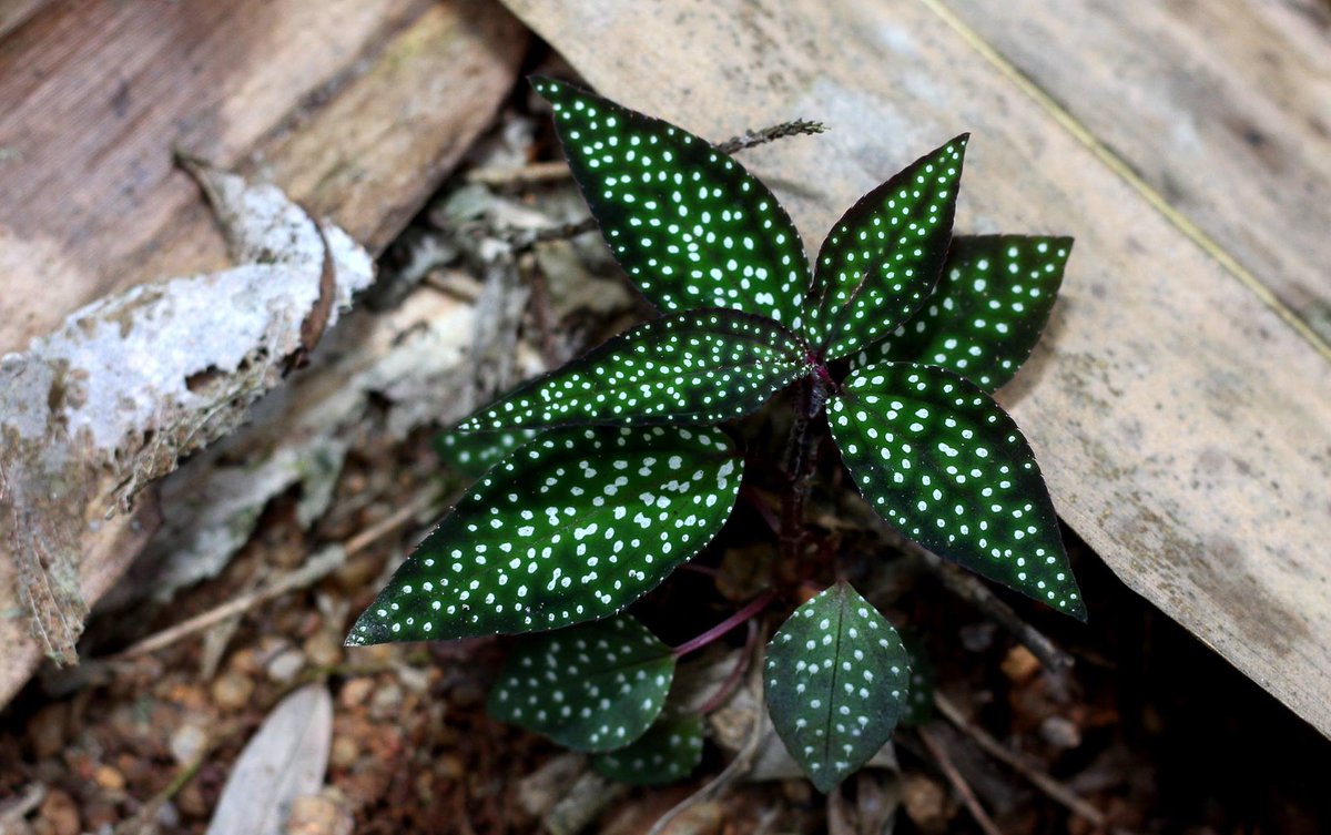 Cong Phan tweet media