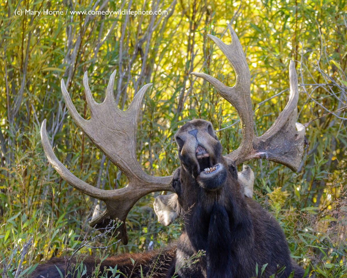 Comedy Wildlife Photography Awards On Twitter These Hills Very