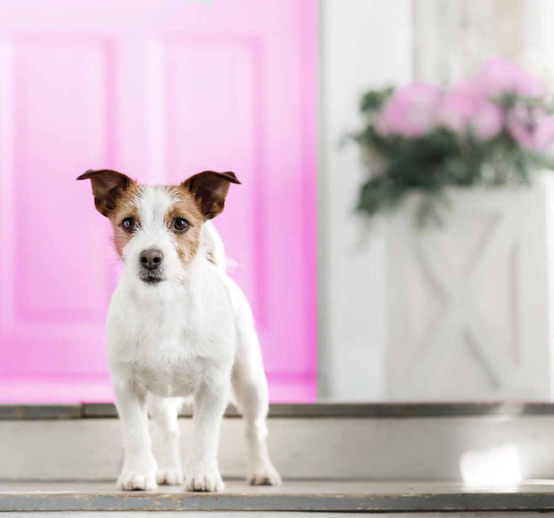 KibblePet's tweet photo. Hey Dallas doggies! Kibble Pet is opening our first grooming location and it opens June 2018! Stay tuned for more info 💕🛁🚰 https://t.co/nh9Zrscac7