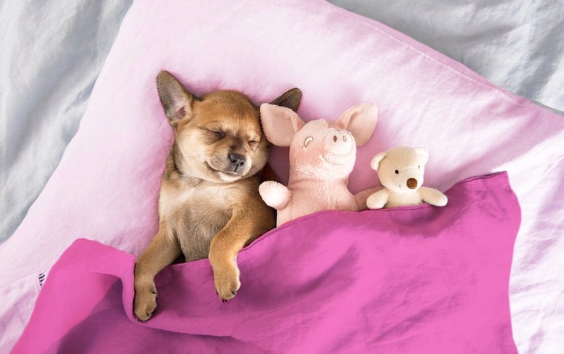 KibblePet's tweet photo. Wake me up when it’s the weekend 😴 #KibblePet #dogsofttwitter https://t.co/ClZxCOn9Ic