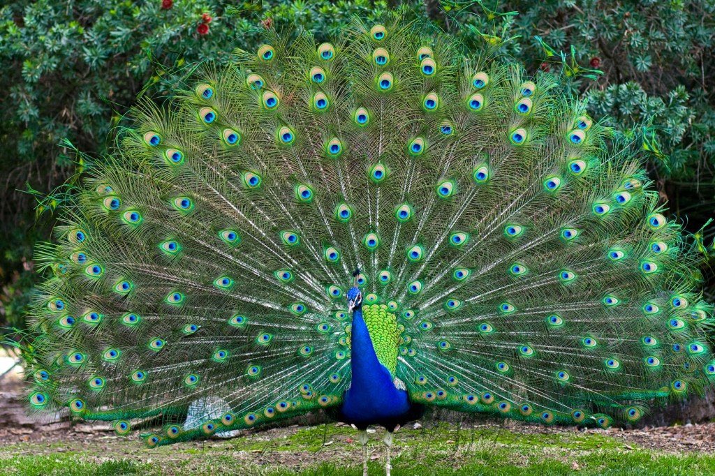 FinesseGodHerm's tweet photo. @Hera55755507 of all things why put the eyes of the Argus on a peacock? https://t.co/kPaEkBF3rd