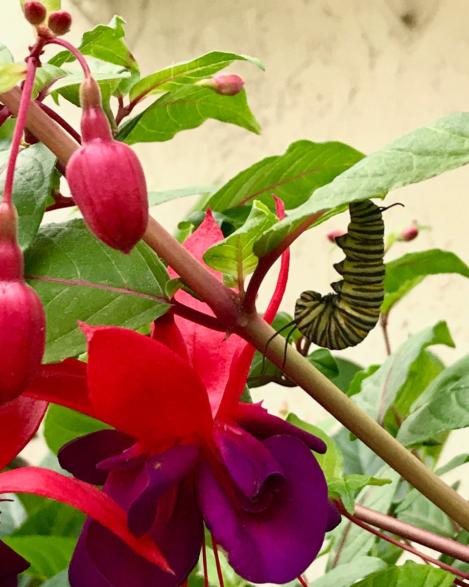 This chubby guy chose the prettiest flower to start his new life as a Monarch. Go baby go! #butterflywhisperer #Monarch #plantmilkweed #CaliforniaLove #California #SanDiego #SaveTheMonarchs #reversehabitatloss #backyardbeauty #butterfly