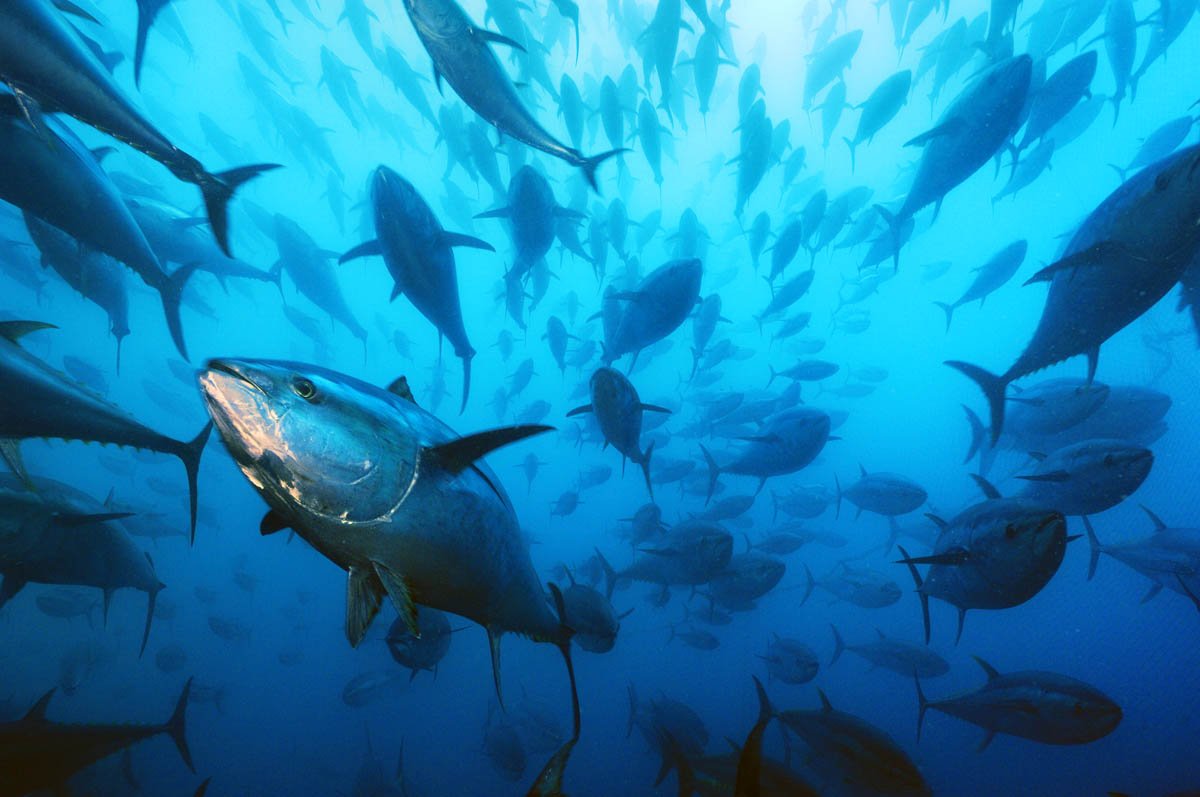 TJGGlobal's tweet photo. The World Tuna Day is celebrated every 2 May as an important step in recognizing the critical role of tuna to sustainable development, food security, economic opportunity, and livelihoods of people around the world.

#iuu #illegalfishing #janus #malaysia #marine #fishing https://t.co/G8nhLM7z4Y