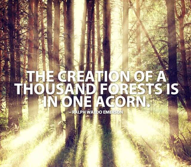 Wealth_ETF's tweet photo. New post (Inspiration - The creation of a thousand forest is in one acorn) has been published on Life Time Wealth ETF - https://t.co/XhIW69TNzY https://t.co/76IOuIY4Cs