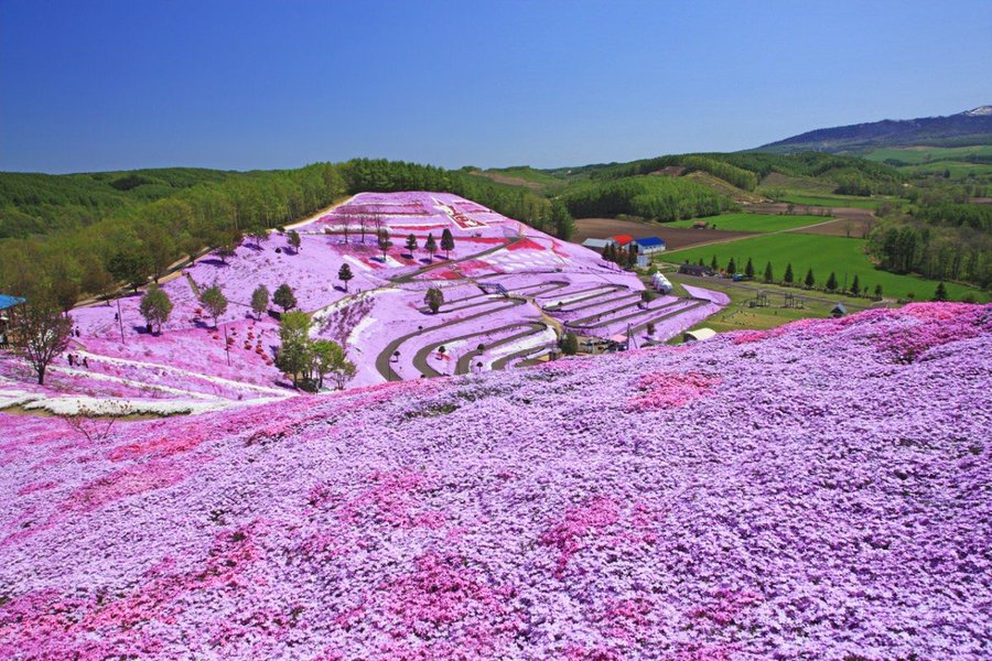 東藻琴芝桜公園 見頃時期や開花状況はどうなの 何これって