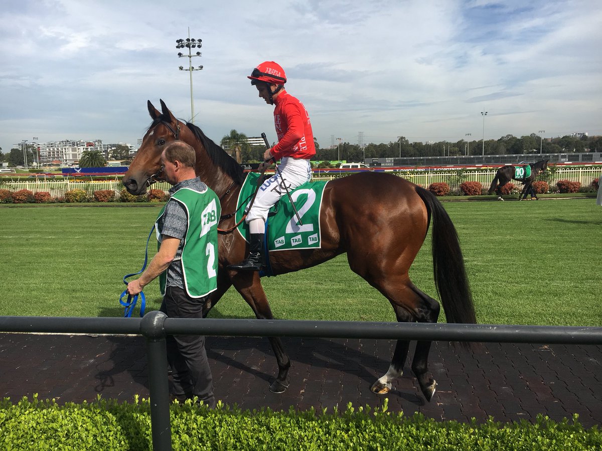 TripleCrownSynd's tweet photo. BIG BAD BRUCE is ready to go for @BBakerRacing in Race 1 at Canterbury! Good luck to his owners! #GoTheRed https://t.co/GBvbzViZHw
