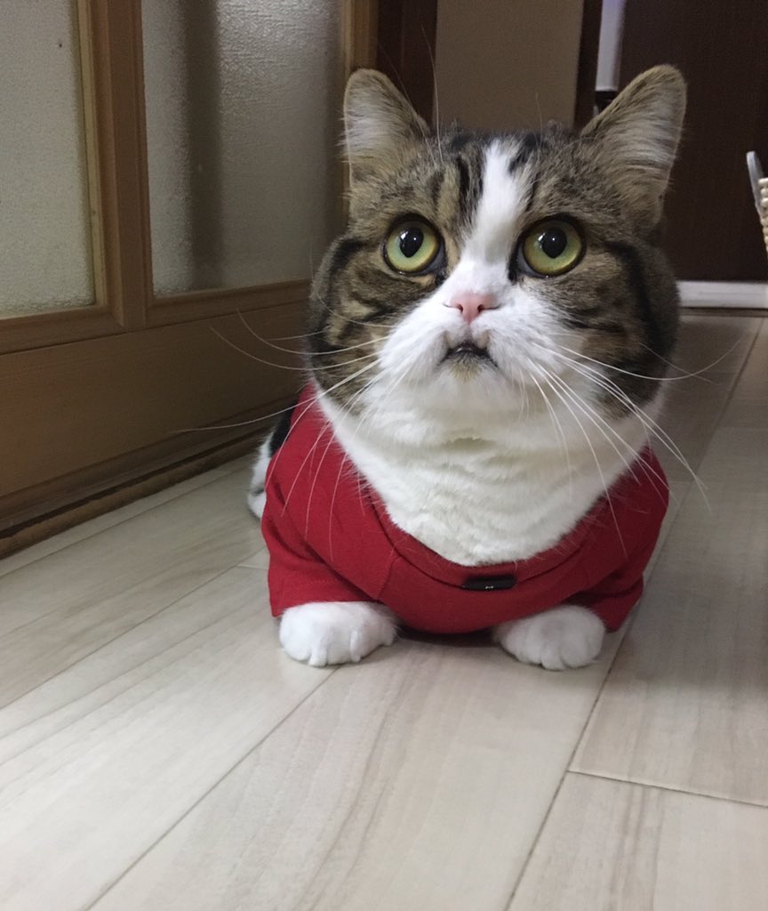 東方神起カラー
