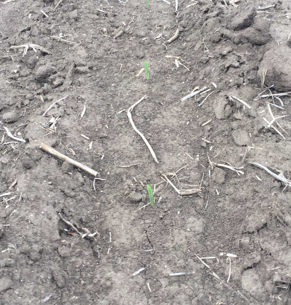 jwseedman's tweet photo. Croplan 5370 getting off to a great start. Planted 4-20-18. 3 gallon 9-24-3 plus 1 Qt Winfield United CitraChe Zinc @WinFieldUnited #Plant18 https://t.co/2Trrbtm5GE