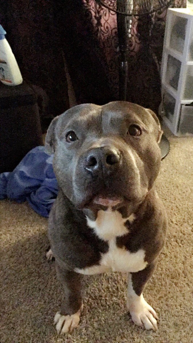 OrnelasSaso's tweet photo. My ugly lil puppy! #BlueThePit https://t.co/QSYxUJCrzJ