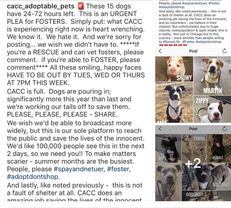 Chicago Animal Care and Control is at capacity, and they need your help or dogs will lose their lives. PLEASE consider fostering and giving a loving dog a second chance. @aliverescue, <a href="/onetailatatime/">One Tail at a Time (OTAT)</a> &amp; other rescues can get you set up.