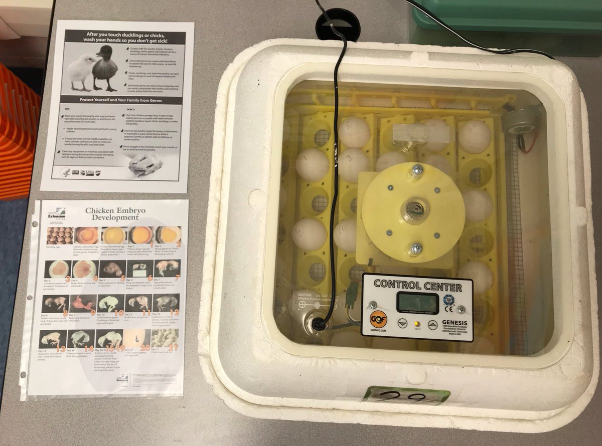 DiMantek's tweet photo. Eggciting News! JSE third graders will be hatching chicks!  We had an assembly today to start our adventure learning about embryology!  #embryology #thirdgrade https://t.co/5cnefasJIP