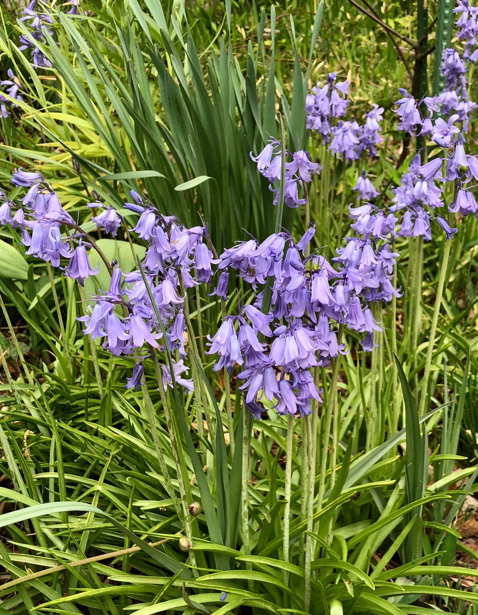 Nanameyoko Twitter પર 春に咲く花は明るくて華やかなイメージがあるけれど 意外と青い花が多い ツリガネヅイセンもそんな青い花の仲間 俯いているけれど 近くでじっくり見てみるとなかなか面白いです