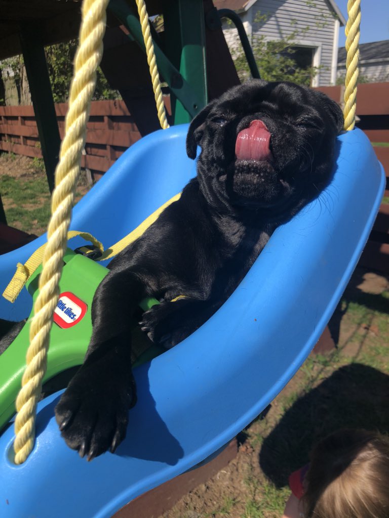 A pug in a swing. #puglife
